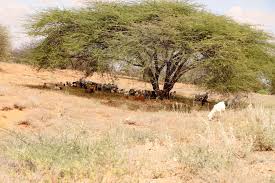 Image result for Afrocanthium burttii