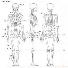 全身骨格 筋肉 男性 kitajimaのお絵かき研究所 骨 イラスト 解剖学アート 人体 図