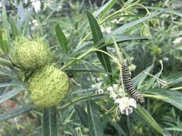 Hairy Balls A Different Kind Of Milkweed Milkweed Garden Diary Garden