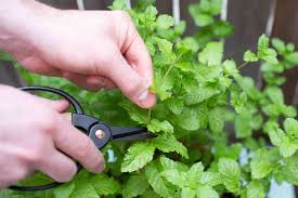 The ideal location may differ according to the specific herb, however. The Most Common Mistakes In Herb Gardening