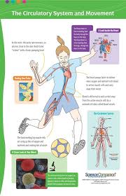 It derives its name from the fact that it consists of two. 11 Delivering What Muscles Need What S Going On In Mr Solarz Class