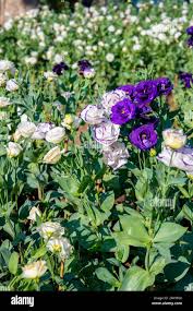 Image result for eustoma lisianthus in garden