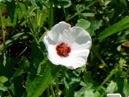 Image result for Pavonia