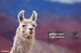 Image result for llama