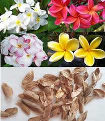 It is a very ancient variety of plant that originated. 20 Exotic Types Of Tropical Flowers For Exciting Living