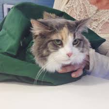 Oz Animal Hospital On Instagram The Cat S Out Of The Bag Delilah Is A Cutie Ozanimalhospital Chicago Lincolnpark Catsof Animal Hospital Feline Animals
