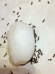 yes borax got rid of the ants!