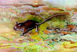 Image result for Pseudoprosopis