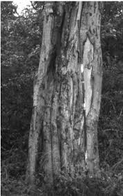 Image result for Balanites maughamii