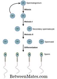 Wajib dibaca untuk keberhasilan program kehamilan! Perbezaan Antara Spermatogenesis Dan Oogenesis Spermatogenesis Vs Oogenesis 2021 Sains Alam