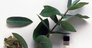 Como Hacer Aceite De Eucalipto Las Hojas Del Eucalipto Son Altamente Beneficiosas Para Nuestra Aceite De Eucalipto Hierbas Curativas Hacer Aceites Esenciales