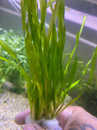 Image result for Vallisneria