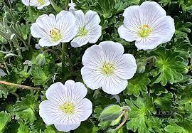 Image result for Geranium aculeolatum