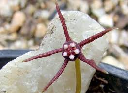 Image result for Duvalia