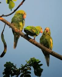 Check spelling or type a new query. White Winged Parakeet Brotogeris Versicolurus Parrot Encyclopedia