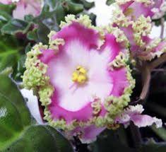 African violets, asparagus fern, boston fern, christmas cactus, chrysanthemum, grape ivy, swedish ivy. 220 African Violets And Christmas Cactus Ideas African Violets African Saintpaulia