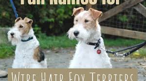 The wire sheds little to no hair and is good for allergy sufferers. Great Names For Wire Hair Fox Terrier Dogs Pethelpful By Fellow Animal Lovers And Experts