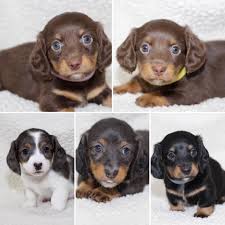 We did not find results for: Oklahoma Doxies Home Facebook
