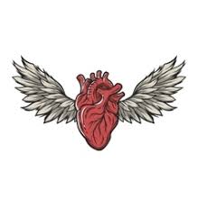 Heart sketch anatomical vectors (305). Anatomical Heart Vector Images Over 4 000