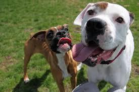 See more of boxer puppies for adoption on facebook. Northern Plains Boxer Rescue