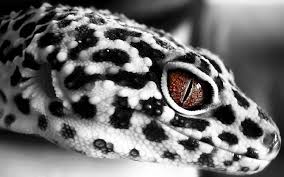 We would like to show you a description here but the site won't allow us. Pin De Lauren Young Em Animals Repteis E Anfibios Animais Exoticos Lagartixas