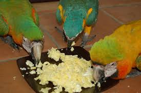 If you grow this herb or if you've purchased a bunch of fresh cilantro to. Breakfast With The Birds