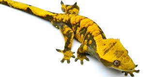 Extreme Crested Gecko Morphs Lillyexotics Geckos Colors