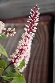 Image result for Polygala sphenoptera