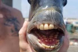 Rasa nyeri akan anda rasakan terus menerus sampai ditangani. Ikan Aneh Punya Gigi Mirip Manusia Ditangkap Di Pantai Amerika Serikat Halaman All Kompas Com