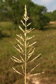 Image result for Sporobolus agrostoides