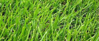 How To Identify Your Lawn Grass