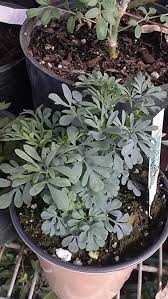 Se trata de una planta que puede ayudar a bajar el tono y a relajar quien sufra de estrés. Amazon Com Common Rue Herb Of Grace Ruta Graveolens Ruda 1 Live Plant Garden Outdoor