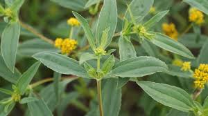 Image result for Flaveria bidentis