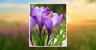 Rosie Rodgers Obituary January 28, 2025