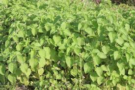 Image result for Mesosphaerum suaveolens