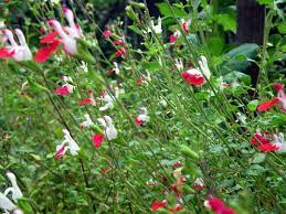 Maybe you would like to learn more about one of these? Killing Your Plants With Kindness In The Edible Landscape Edible Landscaping Made Easy With Avis Licht
