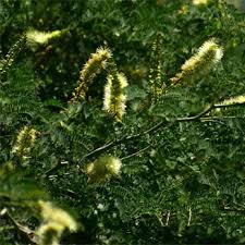 Image result for Faidherbia albida