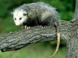 The brushtail possum is one of the largest types of possums and can grow to up to three feet in length. Possum Outlaw Yarn
