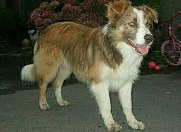 Lilac Sable And White Border Collie Diluted Sable Dog Lilac Diluted Brown Border Collie Colors Border Collie Collie