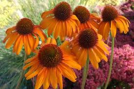 These flowering perennials multiple quickly, so you can divide in a few years and gain more plants. 10 Best Perennials And Flowers For Full Sun Diy