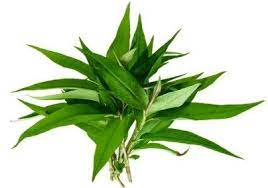 At some places in malaysia, daun kesum is refered to as daun laksa or laksa leaves. Daun Kesum 1kg Pack Sold Per Pack Horeca Suppliers Supplybunny