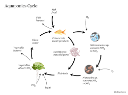 Aquaponics Cycle Visual Ly