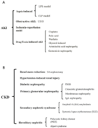 Summary Of Major Acute Kidney Injury Aki And Chronic Kidney Disease Download Scientific Diagram