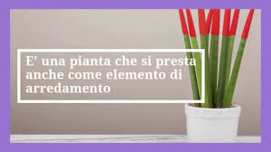 Le principali piante per interni possono essere suddivise in vari gruppi. Piante Da Appartamento Le 8 Migliori Per La Nostra Casa