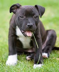 harvey the staffordshire bull terrier pictures i want hiiiiiiiiiiiiiiiiiiiiiiiiiiiiiiiiim staffy dog nanny dog pitbull puppies