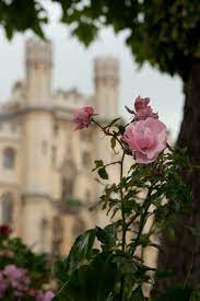 Rose Fairytale Aesthetic Princess Aesthetic Spring Aesthetic
