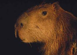 No es un animal que está mal. Https D2ouvy59p0dg6k Cloudfront Net Downloads Libro Casanare Pdf Final Baja Pdf