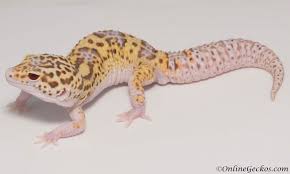We did not find results for: Small Scale Leopard Gecko Breeding 101 Onlinegeckos Com Gecko Breeder