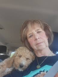 Introducing new golden-doodle puppy Stella