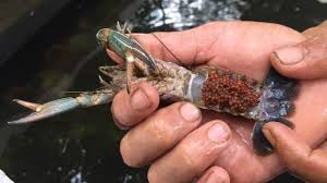 Salah satu yang membuat kita penasaran adalah lobster air tawar. Melihat Bisnis Budi Daya Lobster Air Tawar Di Kawasan Serpong Kumparan Com